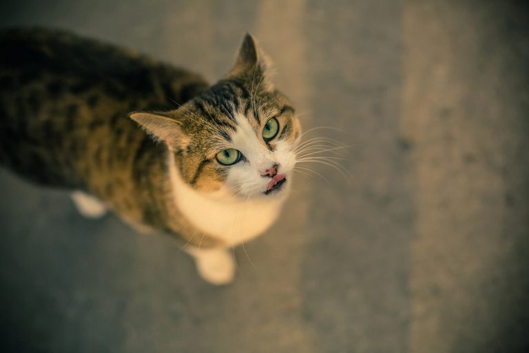 Find the Right Wheel and Tank for Your Small Pet in the UK