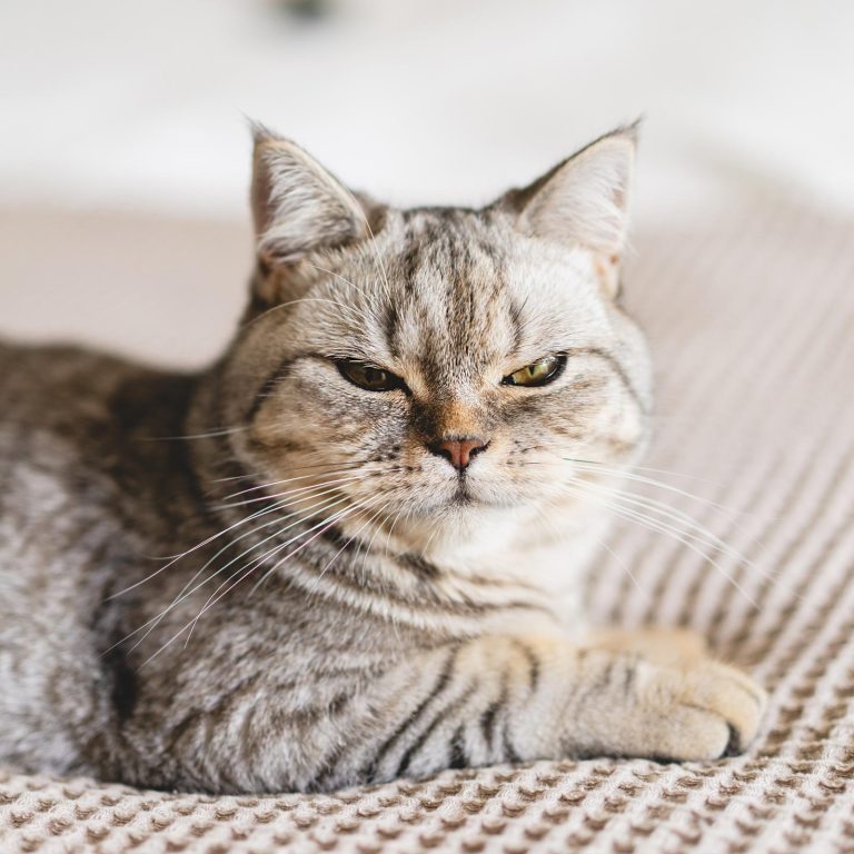 Find a true pal for your pup without the guesswork