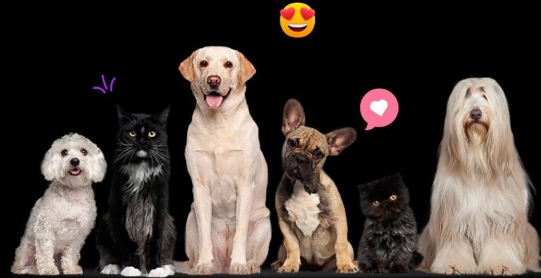 Find your dog-friendly match: a practical guide to pet-focused dating
