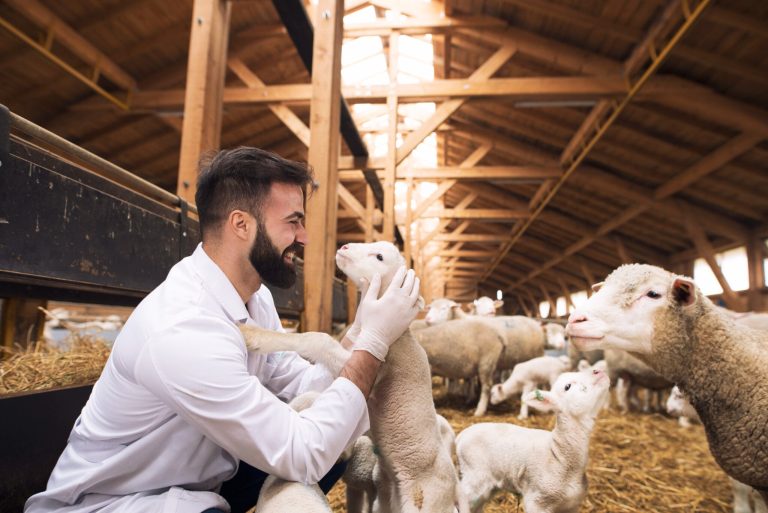 Fresh sheep meat pathways: Kenya to global markets