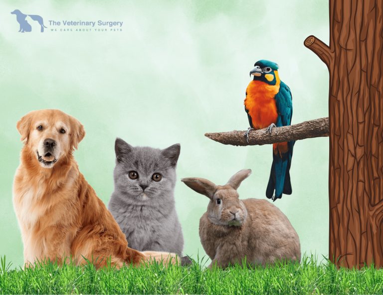 When minutes matter: quick guide to emergency pet care in Qatar When minutes matter: quick guide to emergency pet care in Qatar