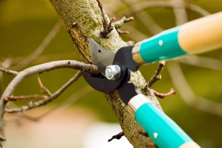 Reliable Tree Care in Elk Grove: Trimming and Removal