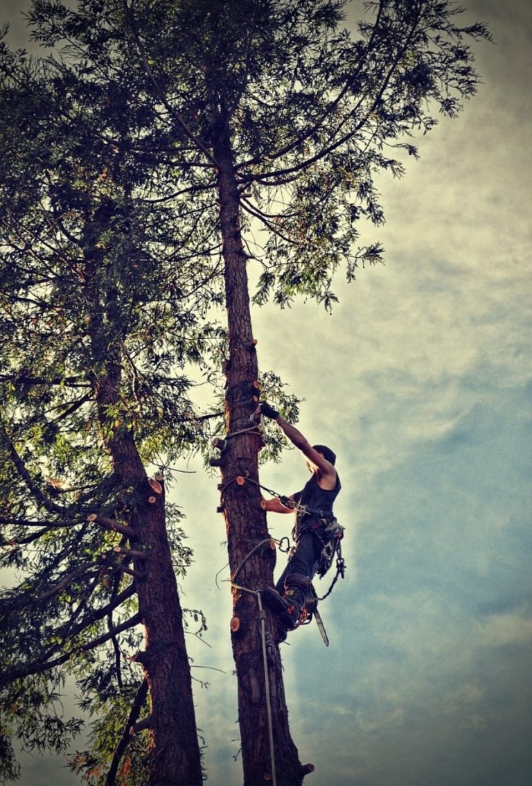 Reliable Tree Care in Placerville: Practical Trims and Service Reliable Tree Care in Placerville: Practical Trims and Service