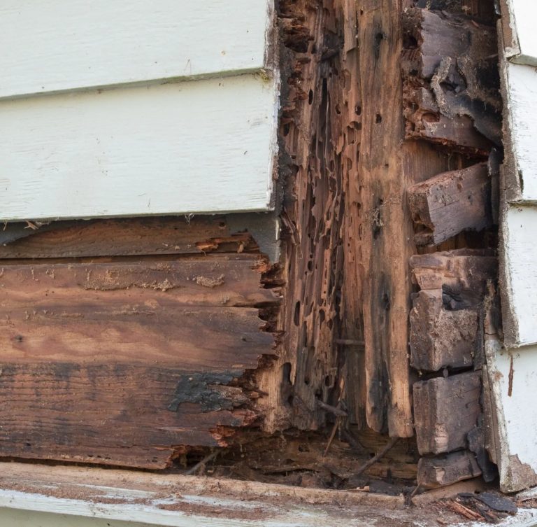 A practical guide to finding pest control near me for pests