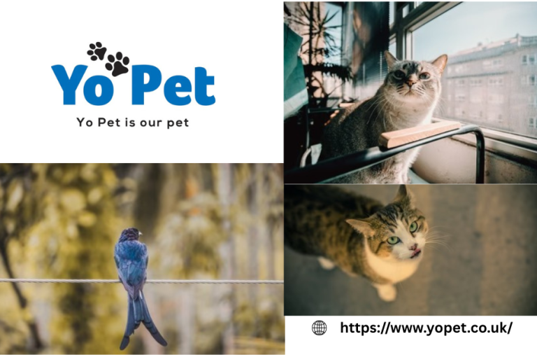 A practical guide to choosing toys for small pets