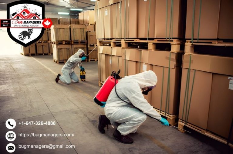 Trusted Pest Solutions in Brampton for Wasp and Rodent Challenges