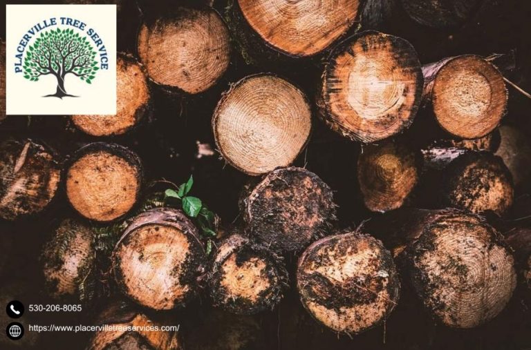 Professional Tree Care in Placerville CA for Healthy Trees