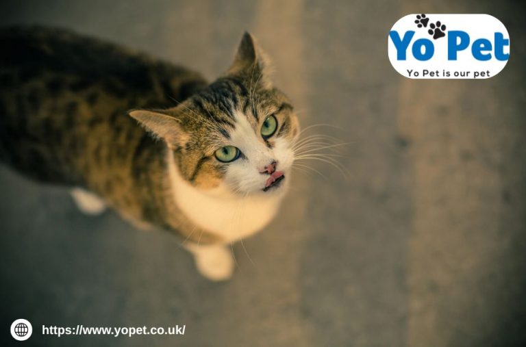 Quality Pet Solutions for the Home Kitchen