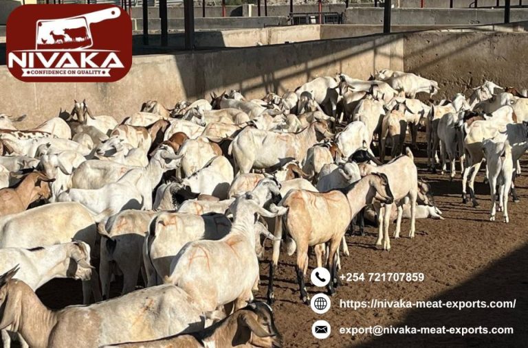 Discover the Best in Kenyan Red Meat for Home Cooking