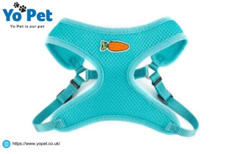 A Practical Guide to Small Pet Wheels and Treats