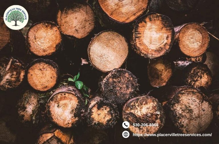 Reliable tree care options in Placerville you can trust Reliable tree care options in Placerville you can trust