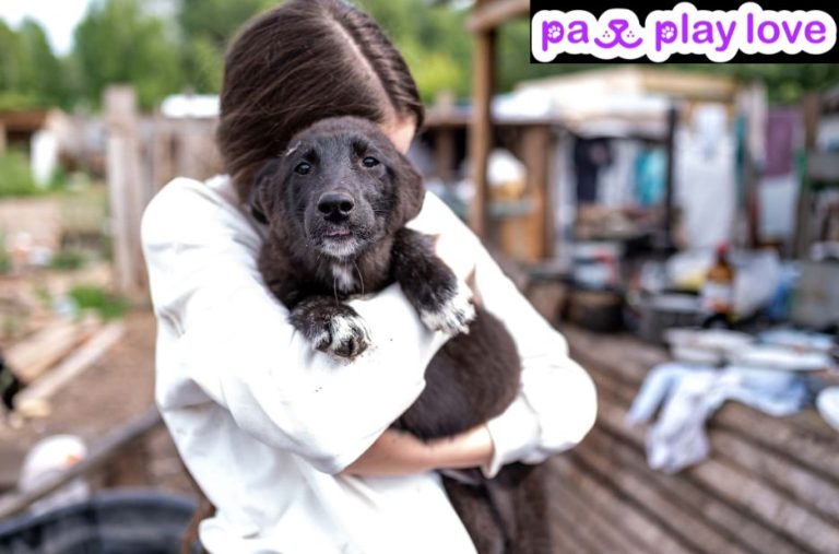 Find Local Puppy Play Dates: Safe, Social Meetups for Your Dog Find Local Puppy Play Dates: Safe, Social Meetups for Your Dog