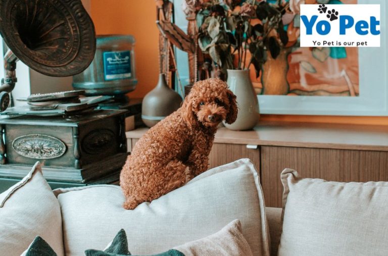 Practical Pet Gear for UK Homes and Rigs