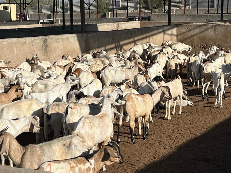 Oman meat export insights: goat carcasses and halal supply chains