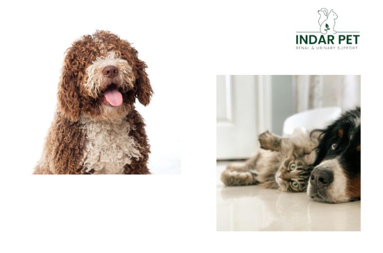 Gentle, natural kidney support ideas for dogs