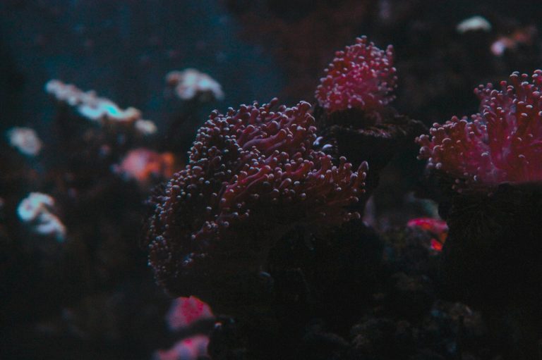 Unforgettable Red Sea diving: liveaboard adventures for keen divers
