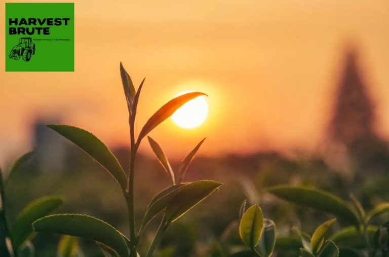 Choosing the Right Tiller for Your Garden and Small Farm