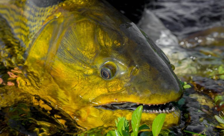 Chasing Bonefish on the Flats: A Practical Fly Fishing Guide