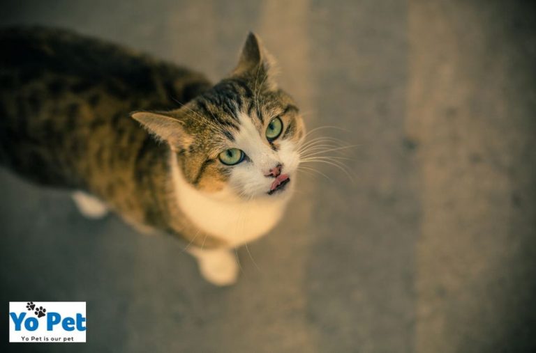 Buy Octopus Sprinkler Toy UK: Splashy Fun for Outdoors