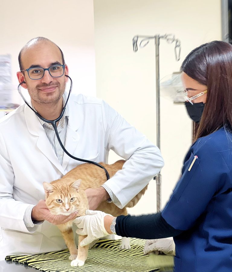 Trusted Vets for Your Pet: Compassionate Care in Doha