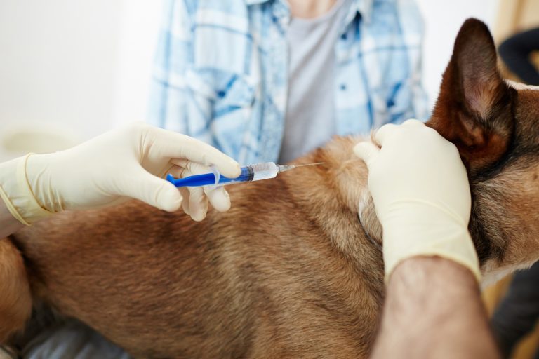 Gentle at-home end-of-life care for your pet in Calgary