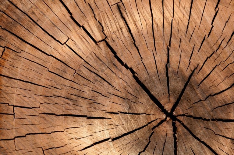 Professional tree trimming and care in Placerville CA Professional tree trimming and care in Placerville CA