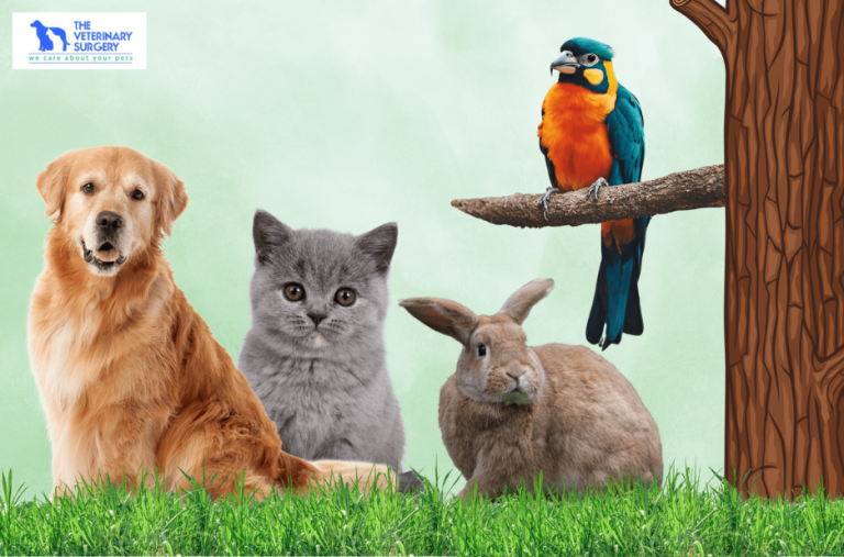 Trusted Veterinary Care in Qatar’s Capital for Your Pets