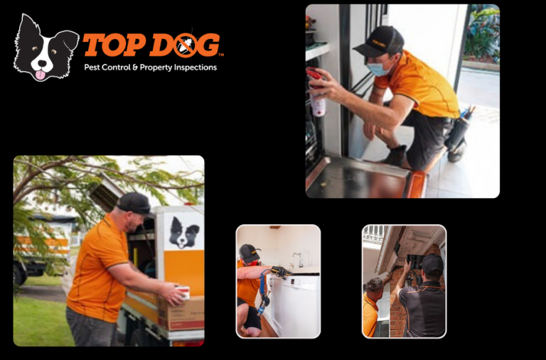 Effective Rodent Solutions on the Gold Coast