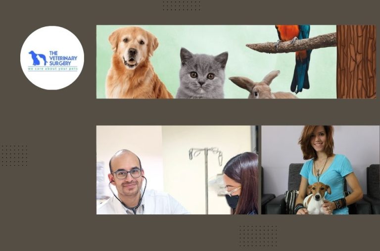 Best Animal Hospital Qatar for Emergency Care and Wellness Services