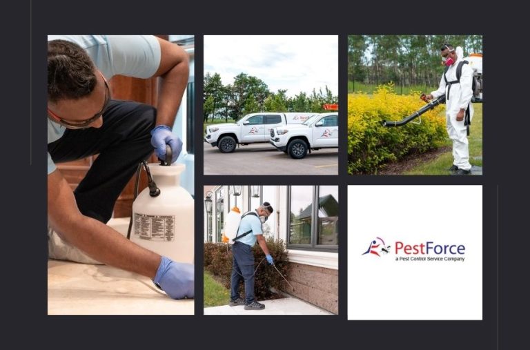 Effective Calgary Spider Removal Services for a Pest-Free Home and Business Effective Calgary Spider Removal Services for a Pest-Free Home and Business
