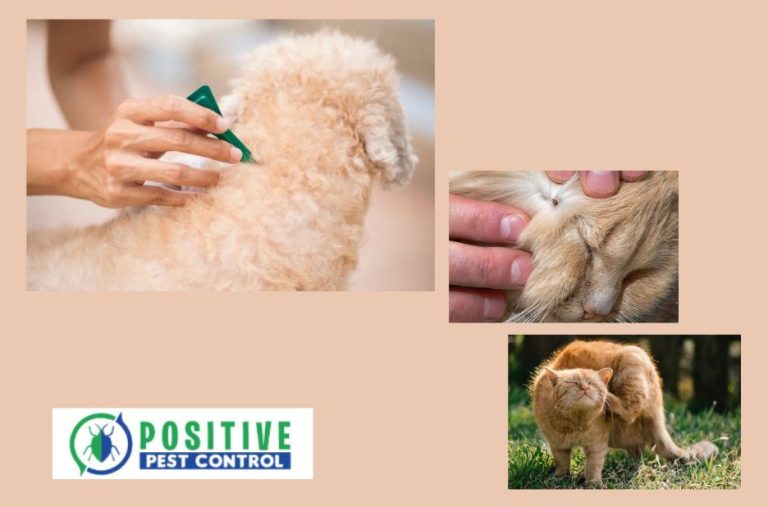 Effective Pest Control in Calgary: Trusted Local Experts Effective Pest Control in Calgary: Trusted Local Experts