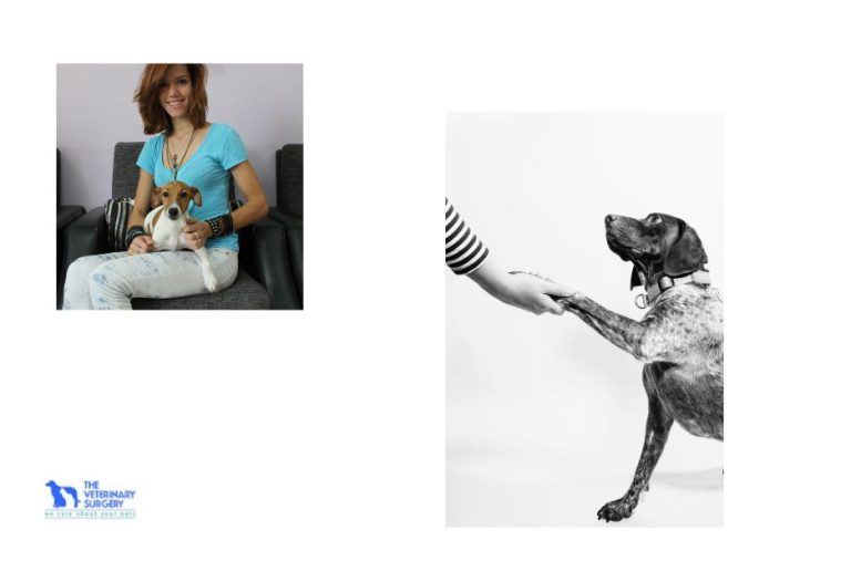 Find trusted care for your pet at a premier animal hospital in Qatar