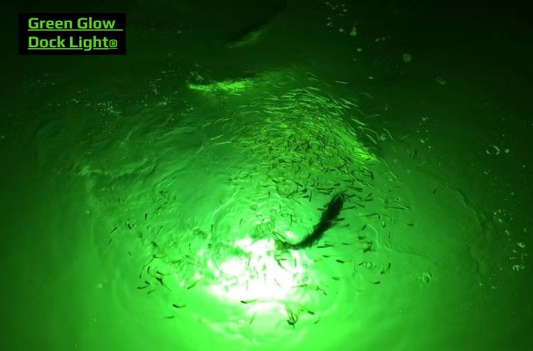 Illuminate the Catch: Top Picks for Underwater Fishing Lights