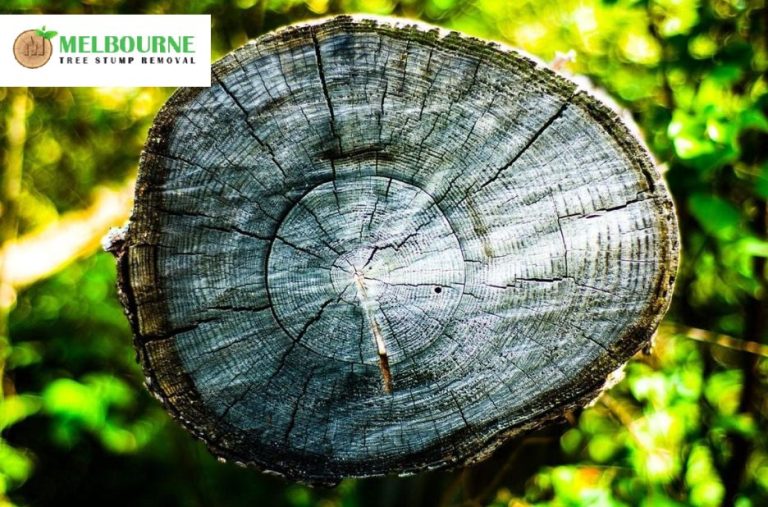 Professional Stump Removal Caroline Springs Services for Clean and Safe Outdoor Spaces