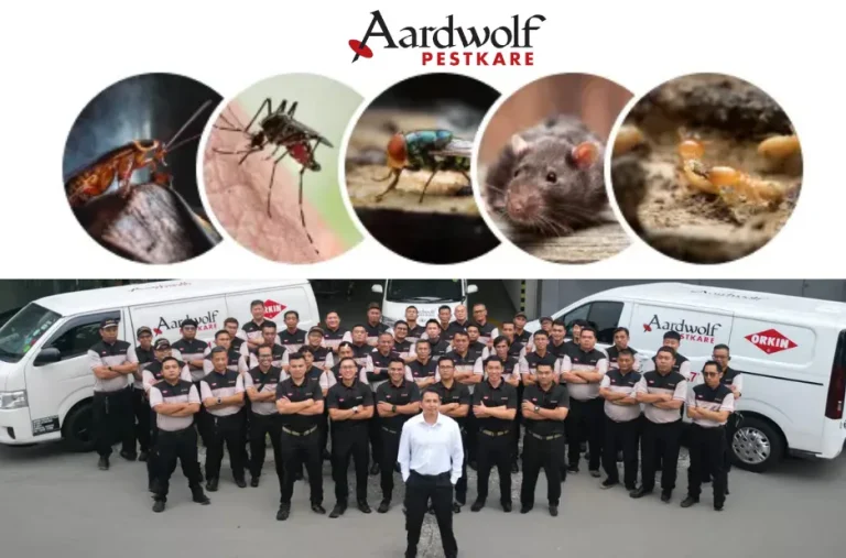 Effective Pest Control Singapore Cockroach Services for Safe and Lasting Results