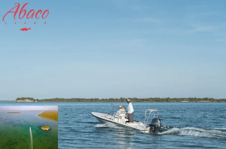 Best Bonefish Lodges in Bahamas for Ultimate Fishing and Luxury Stays Best Bonefish Lodges in Bahamas for Ultimate Fishing and Luxury Stays