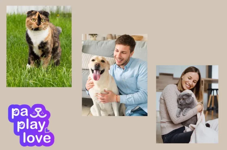 Find Love for Your Furry Friends on the Best Cats Dating Website
