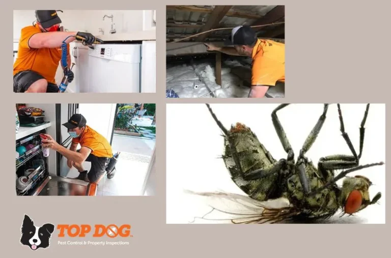 Effective Termite Barrier Gold Coast Solutions to Protect Your Home from Infestations