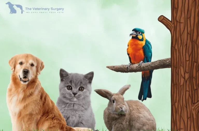 Top Doha Vet Services for Comprehensive Pet Care and Health