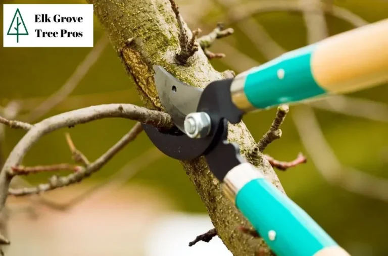 Professional Tree Removal Elk Grove Services for Safe and Efficient Property Care