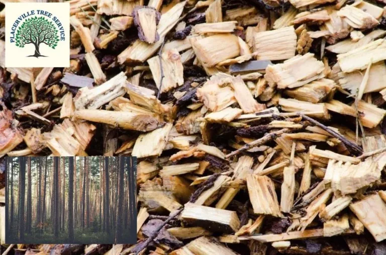 Professional Placerville Tree Service for Safe, Healthy, and Beautiful Trees