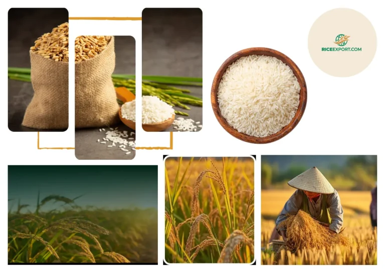 Top Bulk Rice Supplier Africa | Reliable Indian Rice Export Solutions