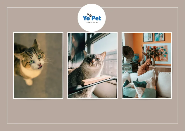 Discover the Best Online Cat Bedding Collection in UK for Ultimate Pet Comfort