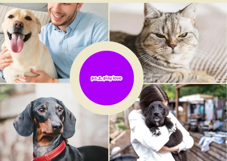 Find My Dog a Mate – Connect with the Perfect Canine Companion Today
