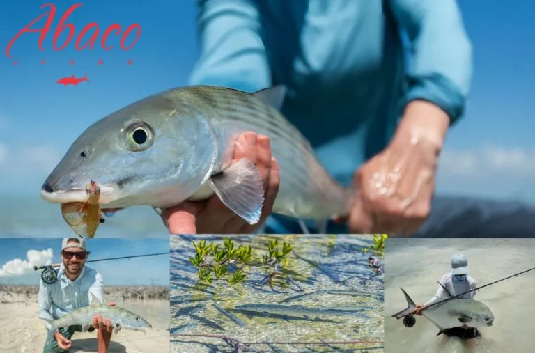 Best Bahamas Bonefishing Spots and Guided Trips for Ultimate Angling Adventures