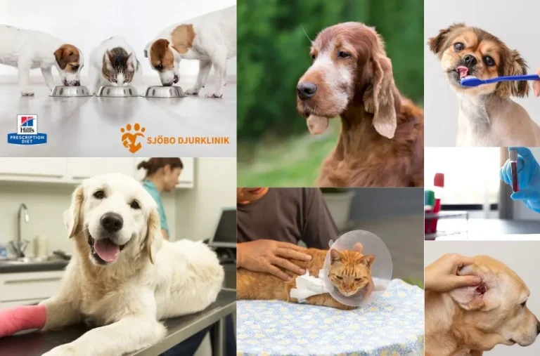 Vaccinera Hund i Simrishamn – Professionell Hundvaccination för Optimal Hälsa