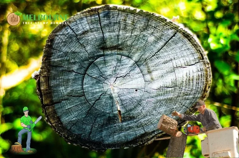 Professional Stump Removal Brighton Services for Cleaner Outdoor Spaces