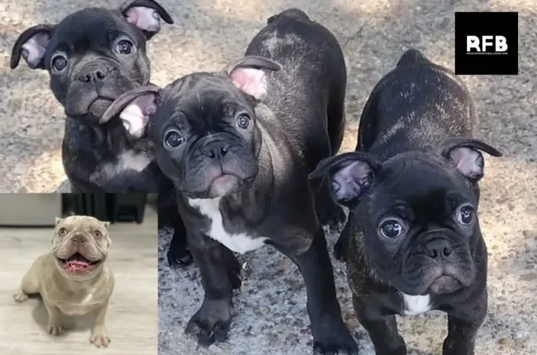 How to Rescue French Bulldogs: A Complete Guide to Adoption and Care