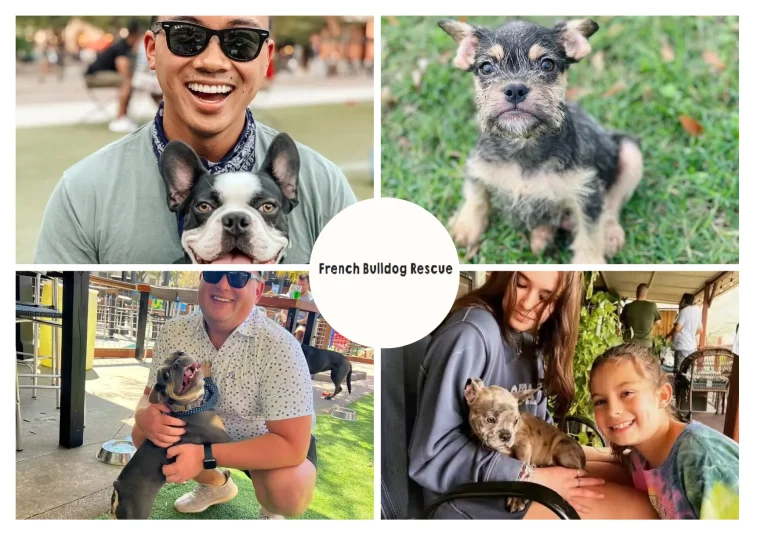 French Bulldog Adoption Guide for Finding Your Perfect Rescue Companion French Bulldog Adoption Guide for Finding Your Perfect Rescue Companion