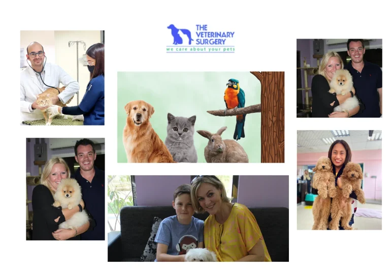 Expert Vet Clinic Qatar for Comprehensive Pet Healthcare and Wellness Expert Vet Clinic Qatar for Comprehensive Pet Healthcare and Wellness